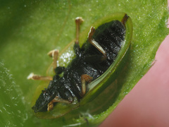 Cassida vibex