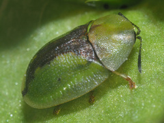 Cassida vibex