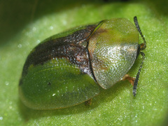 Cassida vibex
