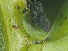 Cassida vibex