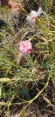 Dianthus caryophyllus