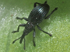 Ceratapion onopordi