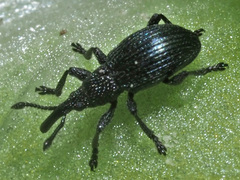 Ceratapion onopordi