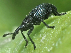Ceratapion onopordi