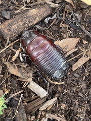 Parapanesthia gigantea