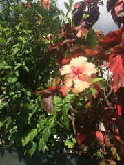 Hibiscus