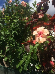 Hibiscus
