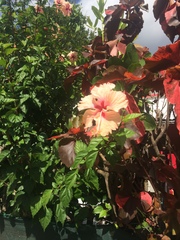 Hibiscus