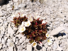 Epilobium vernicosum