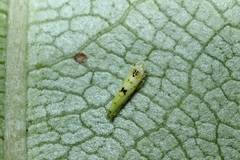 Limassolla multipunctata