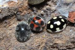 Platynaspidius maculosa