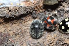 Rhyzobius forestieri