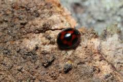 Sticholotis punctata