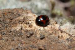 Sticholotis punctata