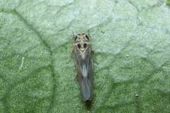 Arboridia apicalis