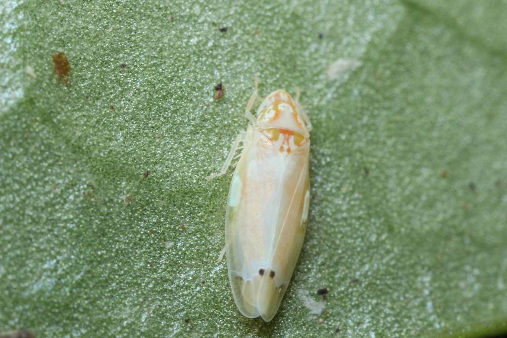 Naratettix zonatus