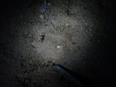 Pseudorhombus jenynsii