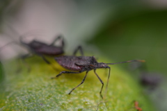 Leptoglossus zonatus