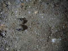 Pseudorhombus jenynsii