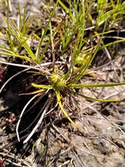 Carex flaviformis