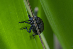 Brachycerus argillaceus