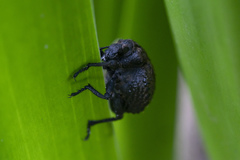 Brachycerus argillaceus