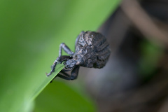 Brachycerus argillaceus