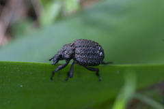 Brachycerus argillaceus