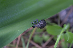 Brachycerus argillaceus
