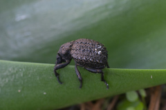 Brachycerus argillaceus