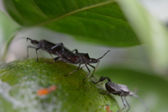 Leptoglossus zonatus