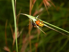 Rhyparida didyma
