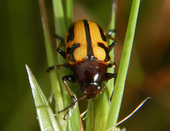 Rhyparida didyma