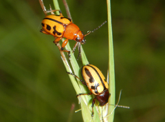 Rhyparida didyma