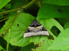 Avatha bubo