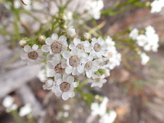 Ixodia achillaeoides