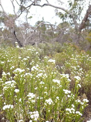 Ixodia achillaeoides