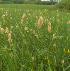 Carex michelii