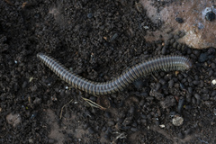 Pachyiulus asiaeminoris