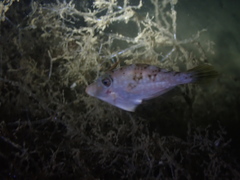 Scobinichthys granulatus