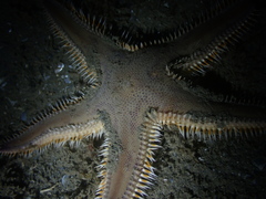 Astropecten triseriatus