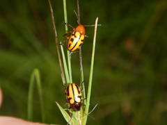 Rhyparida didyma