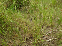 Cyperus platystylis