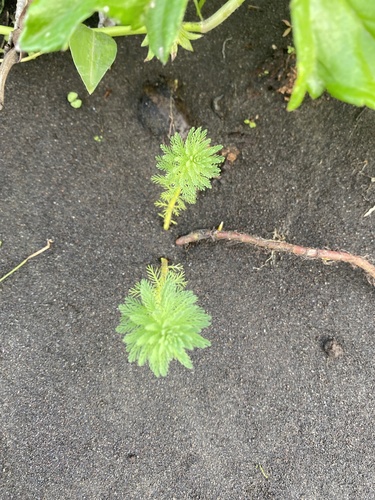 Myriophyllum aquaticum observed 2020-11-03