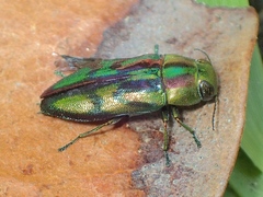 Melobasis purpurascens