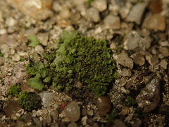 Phaeophyscia nigricans
