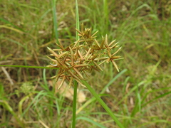 Cyperus platystylis
