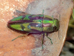 Melobasis purpurascens