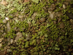 Phaeophyscia nigricans
