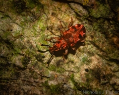 Eupanteos ornatus